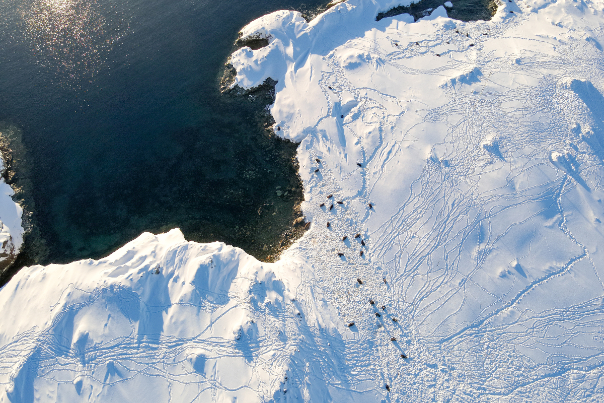 Antarctica Terra Nova Expeditions