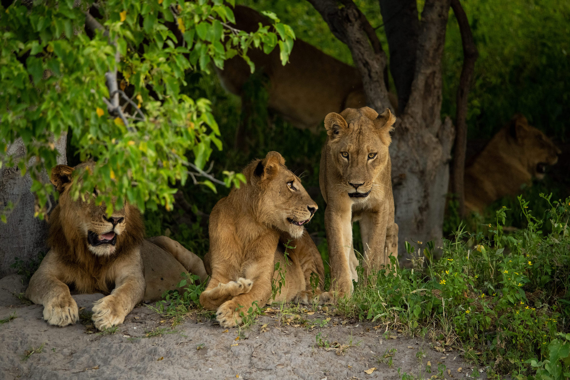 Zambezi Queen Wildlife Lion Photogam 4777 (1)