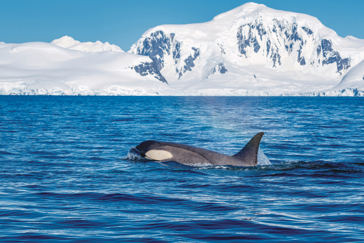 LEX Antarctica Orca