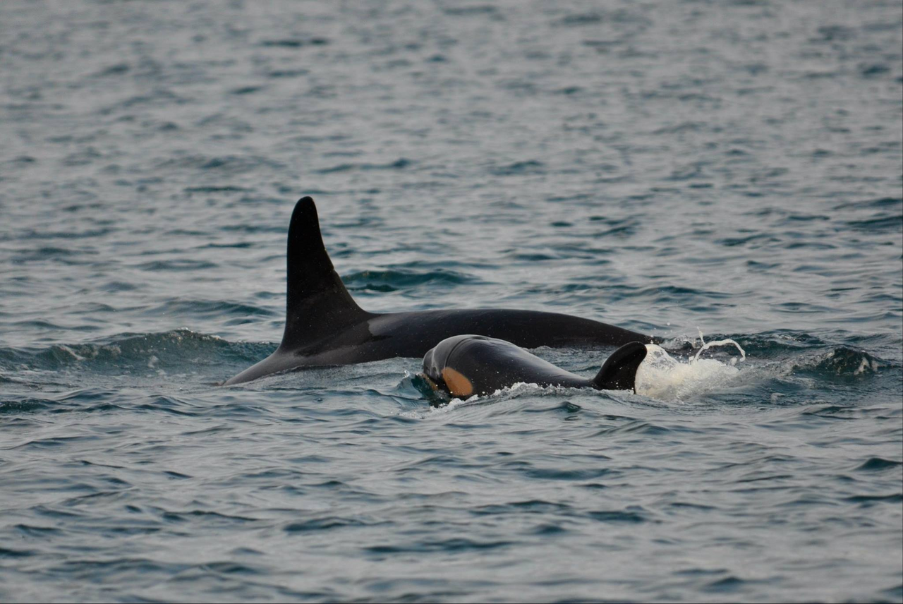 Orca Calf Iceland Billy Heaney 386
