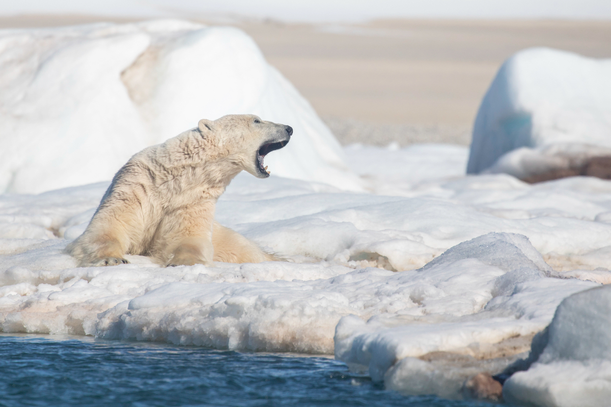 Polar Bear On Ice
