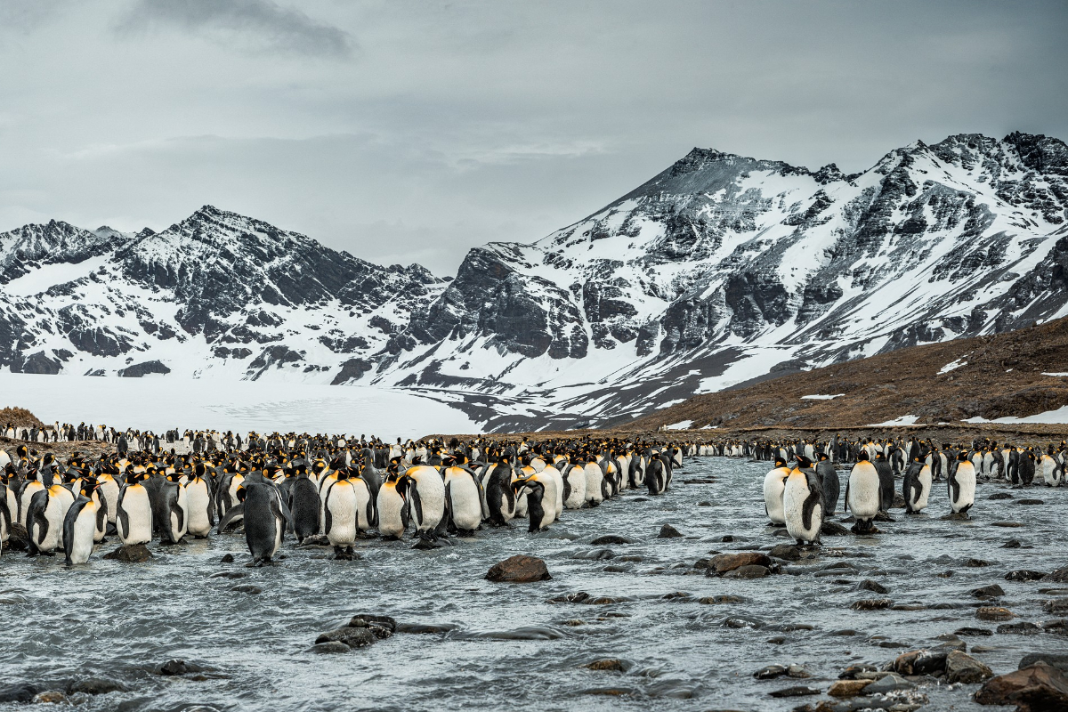 Poseidon Expeditions South Georgia @Piet Van Den Bemd