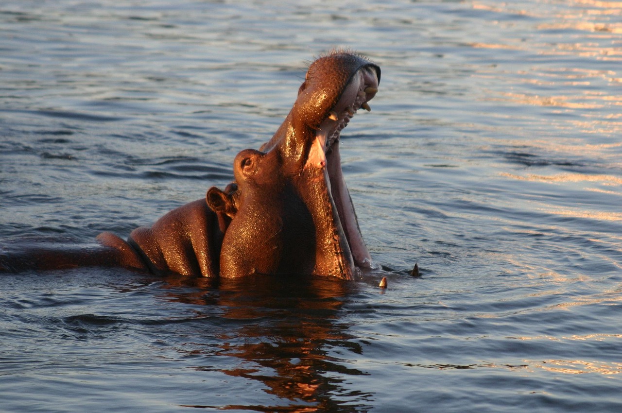 Hippo