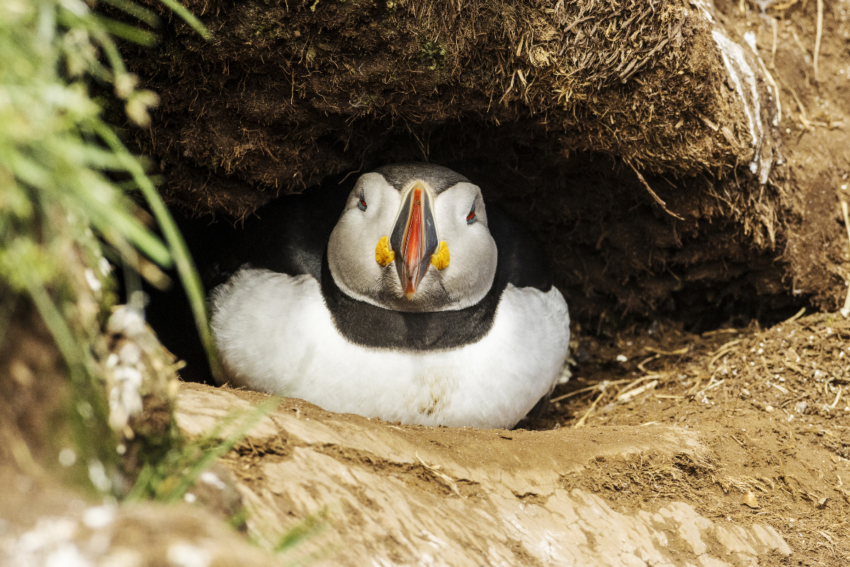 Puffins By Rosie B Wild 3468