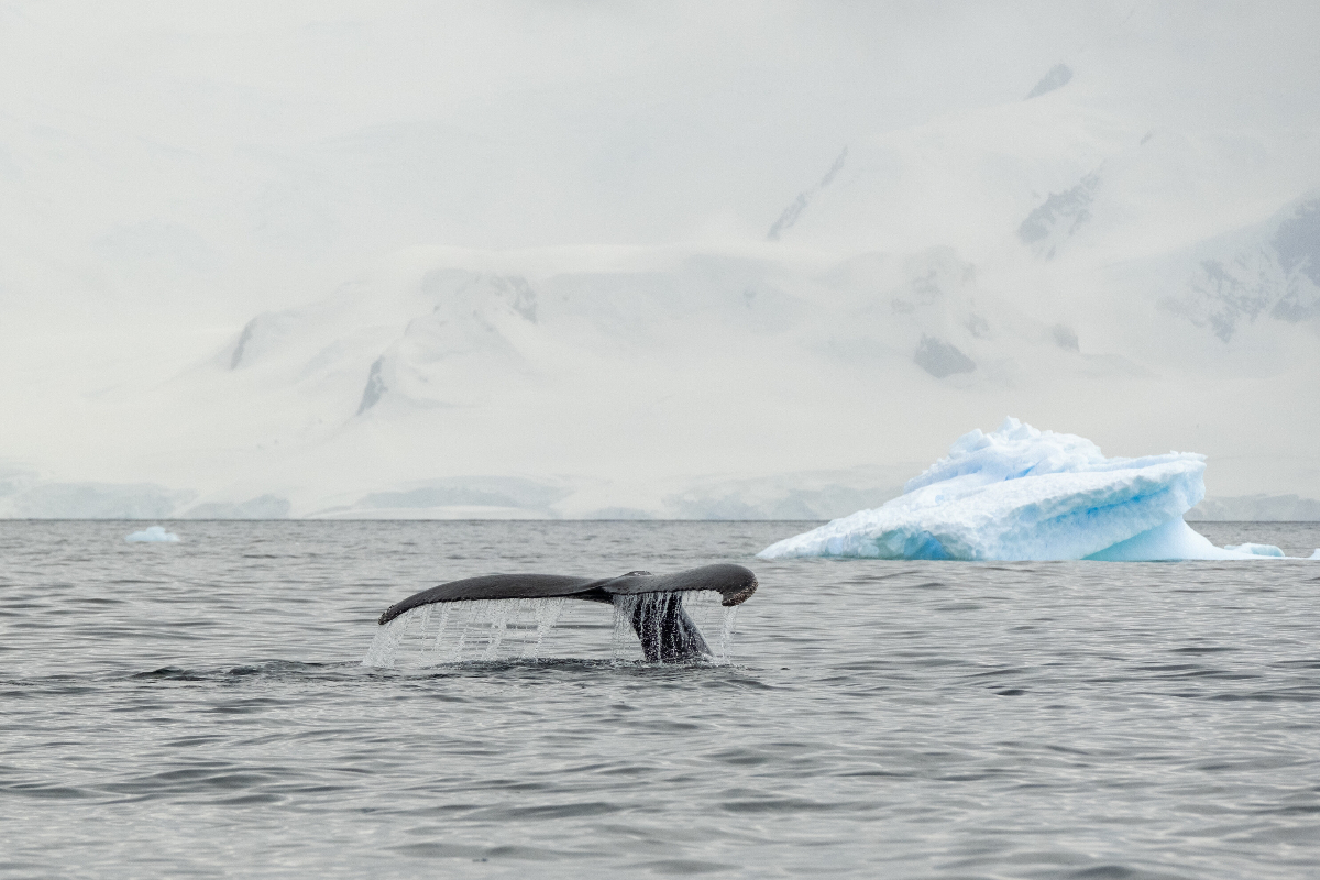 Whale In Antarctica Silversea