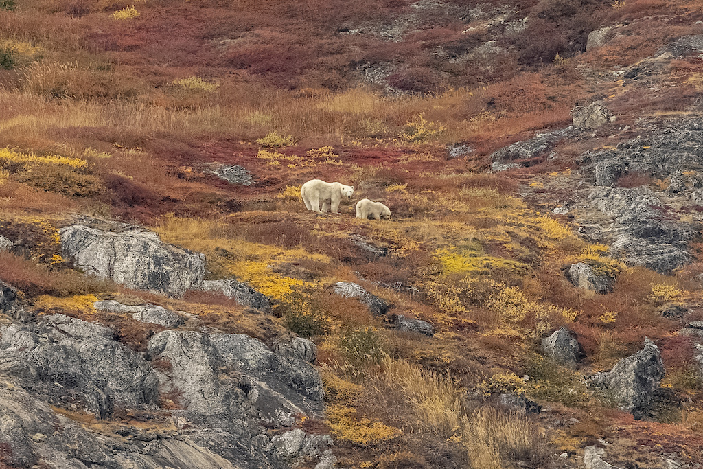 20250926 Labrador Nachvak Polarbears Tedgatlin 0200