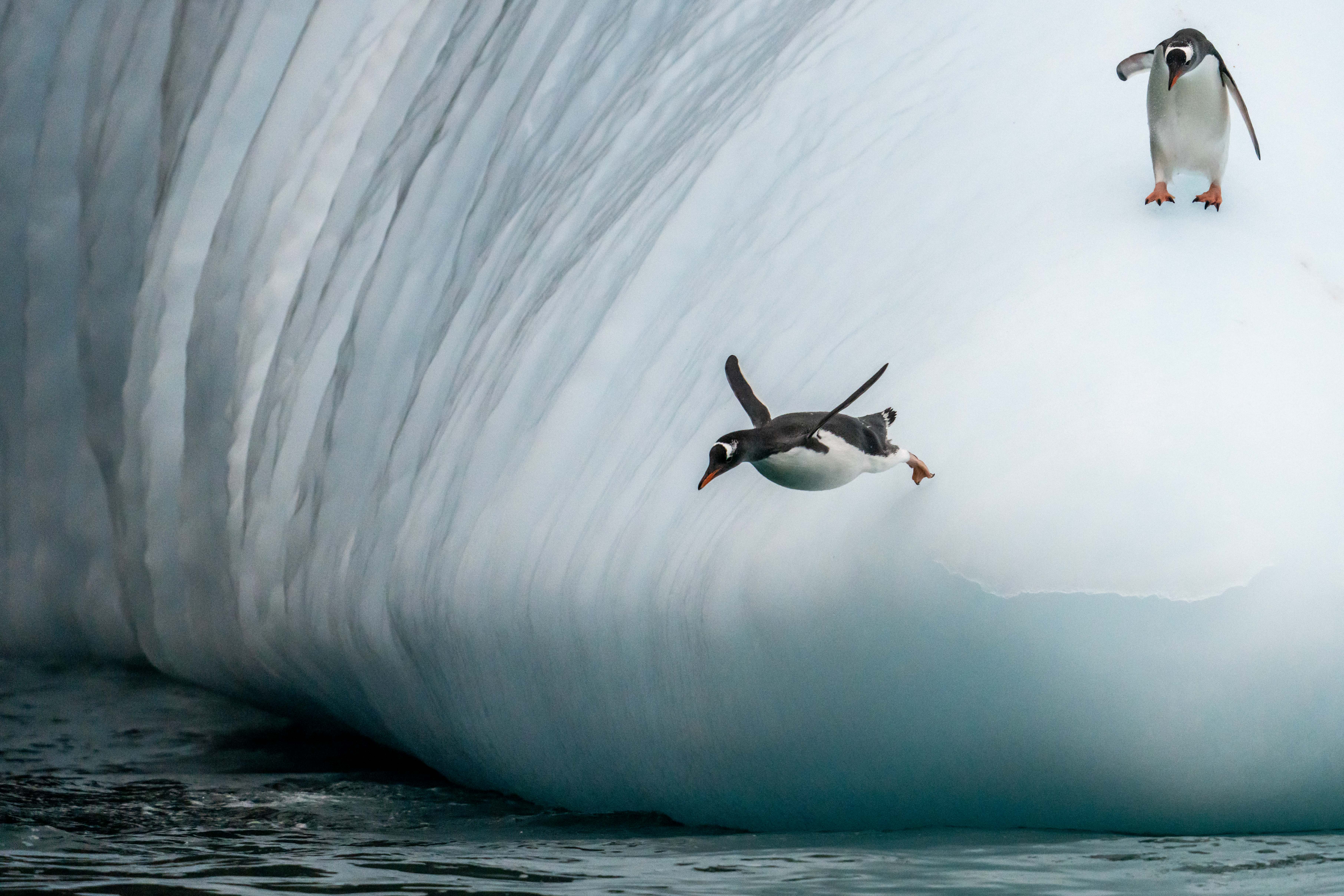 Gentoo Penguins Antarctica Jamie Lafferty