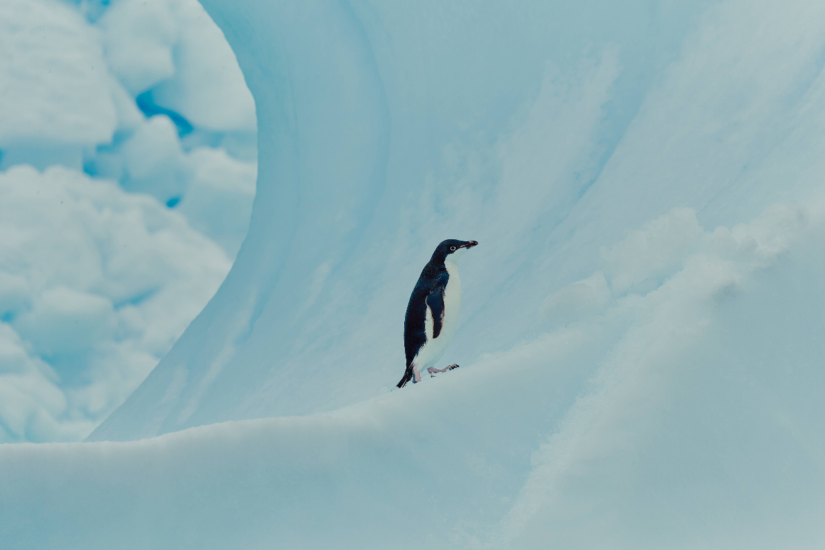 Penguin Quark X Gajan Balan