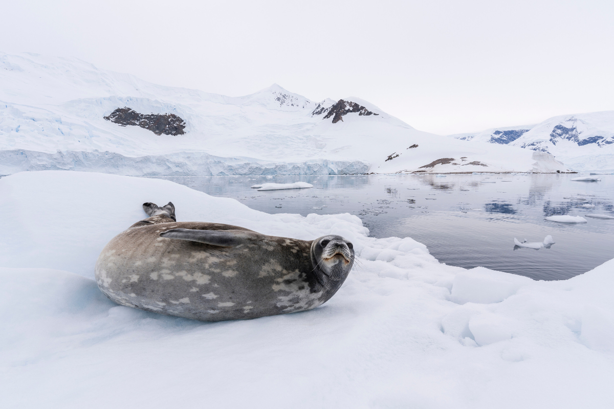 Silversea Antarctica Seal