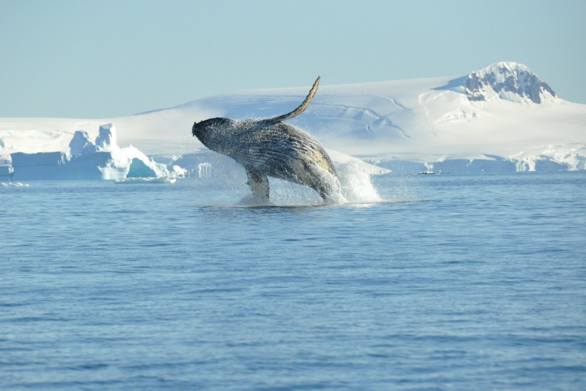 Humpback Whale Breaching