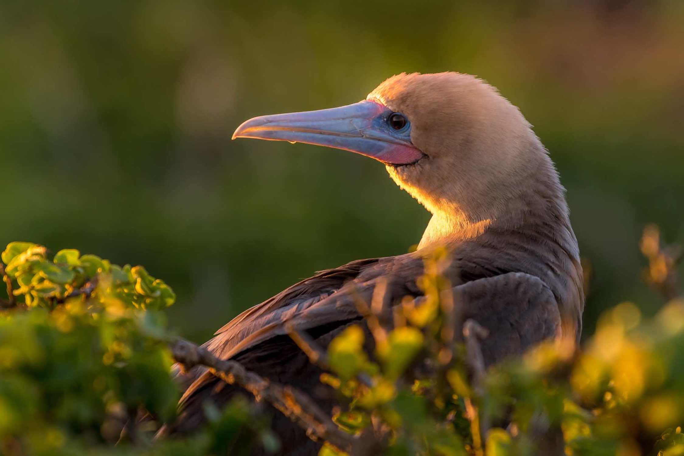 Bahia Darwin Genovesa Red Footed Booby