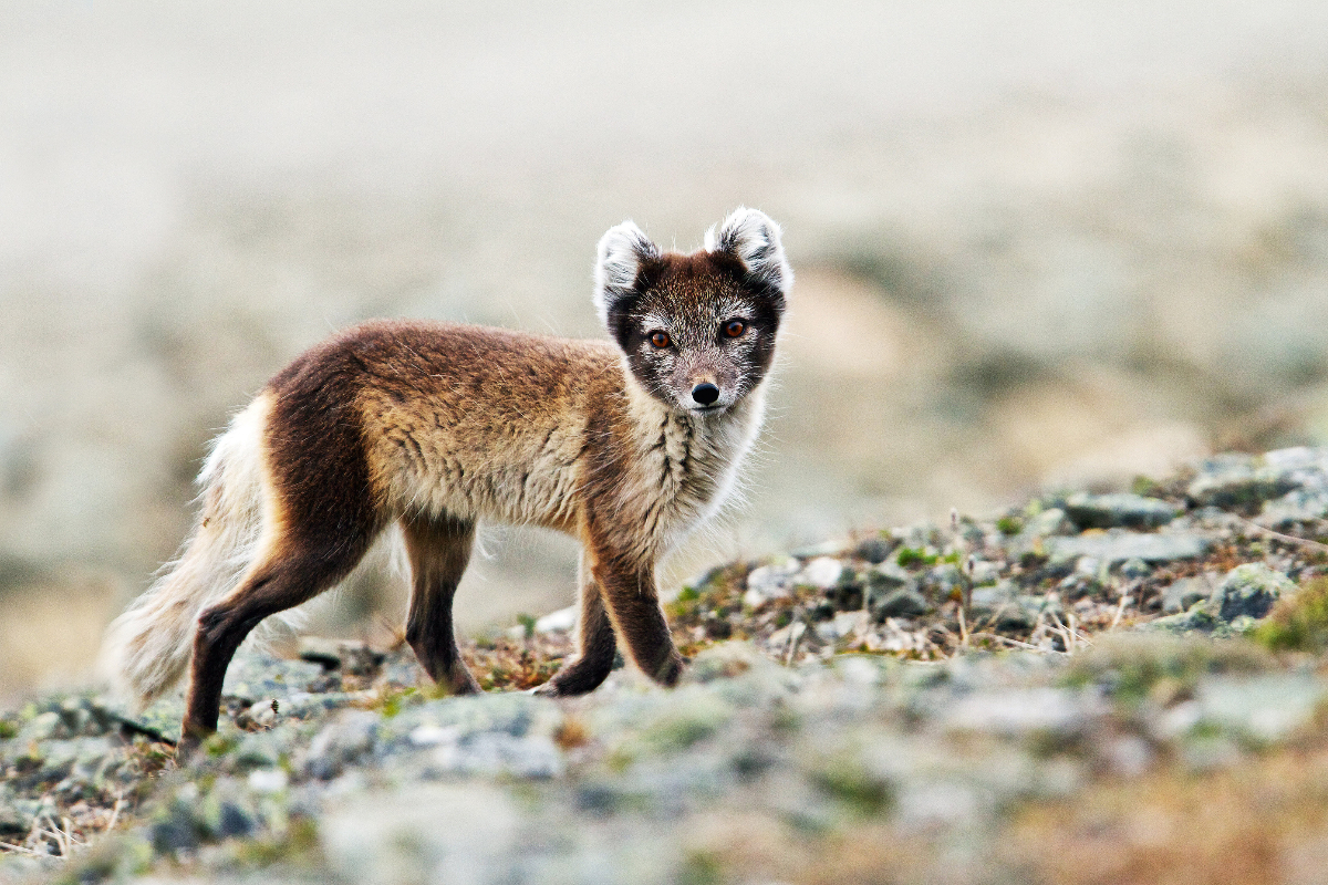 Arctic Fox Polarquest