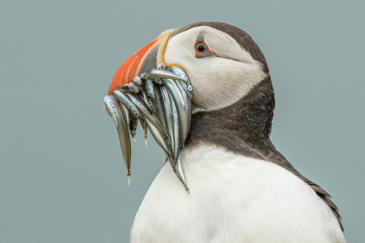 Puffin with sandeels