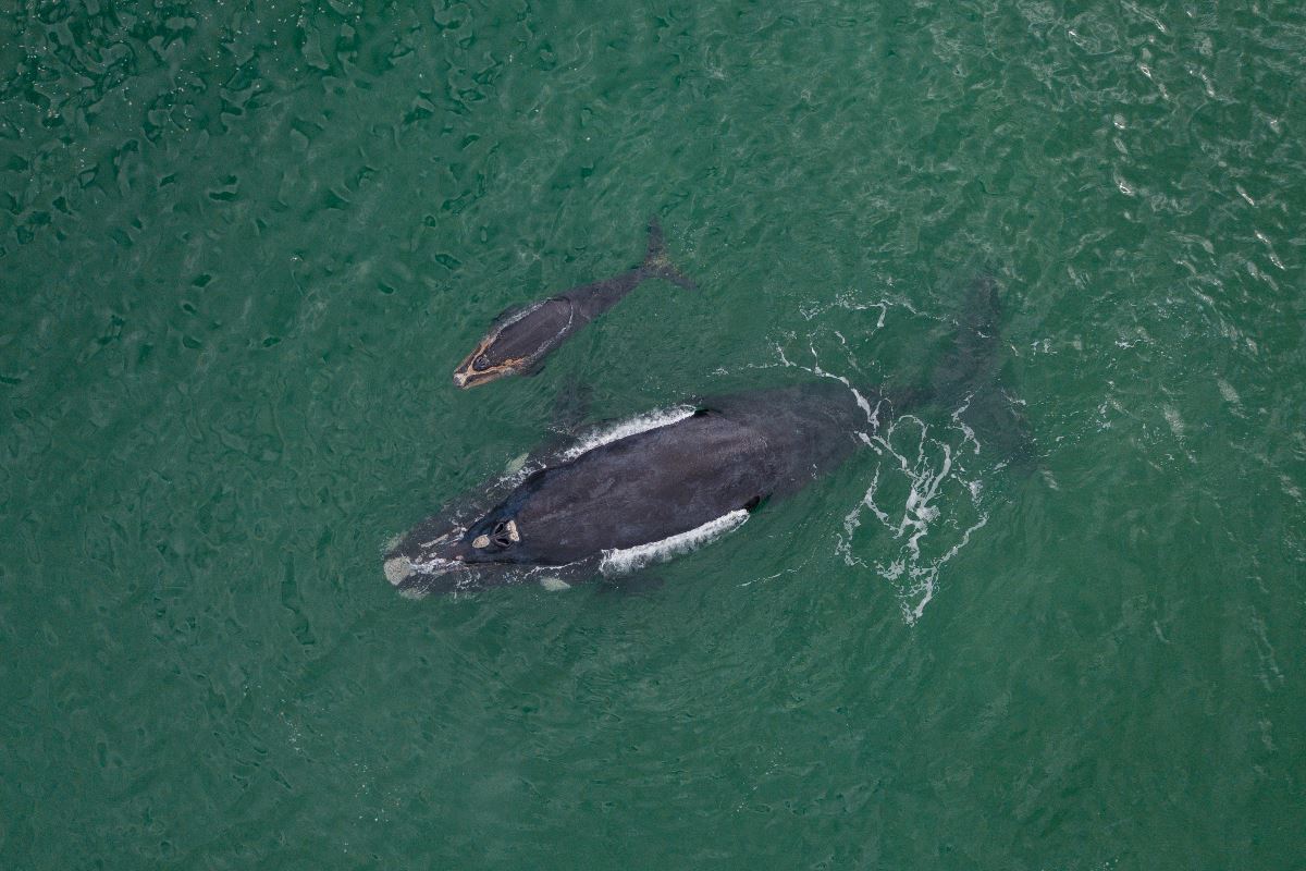 Southern Rught Whale Southern Right Whales