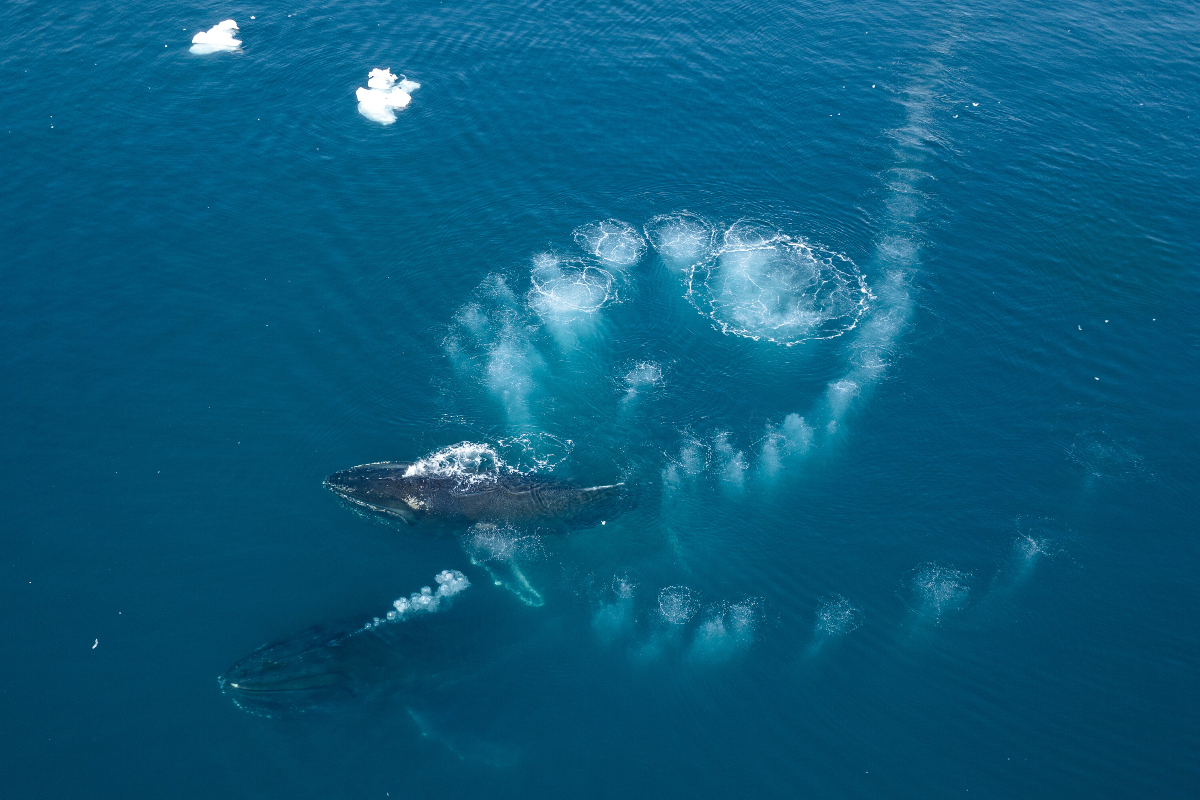 Fournier Bay Silversea