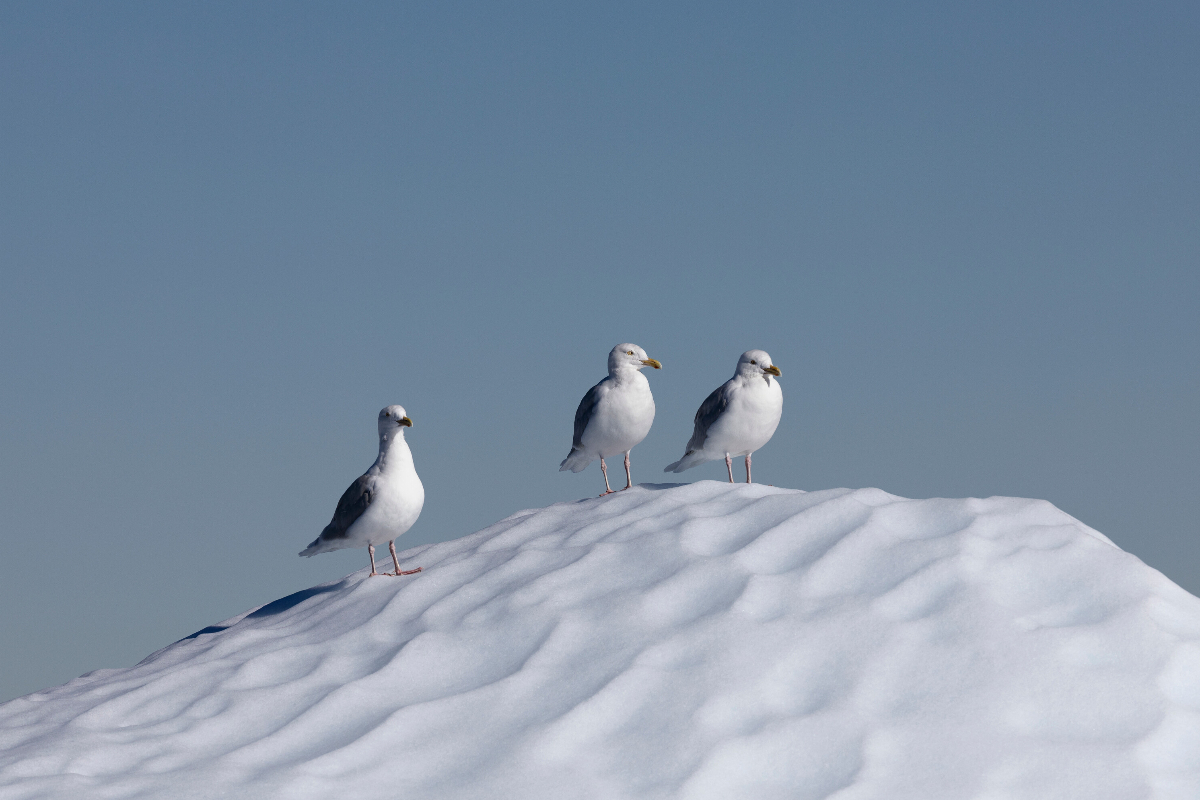 Silversea Ilulissat Birds