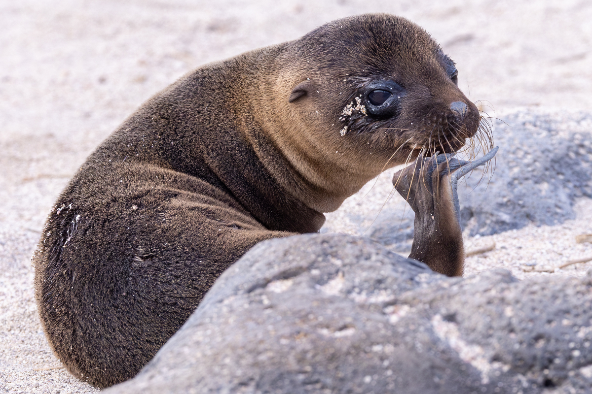 Galapagos Sealion Pup Galapagos Mike Unwin