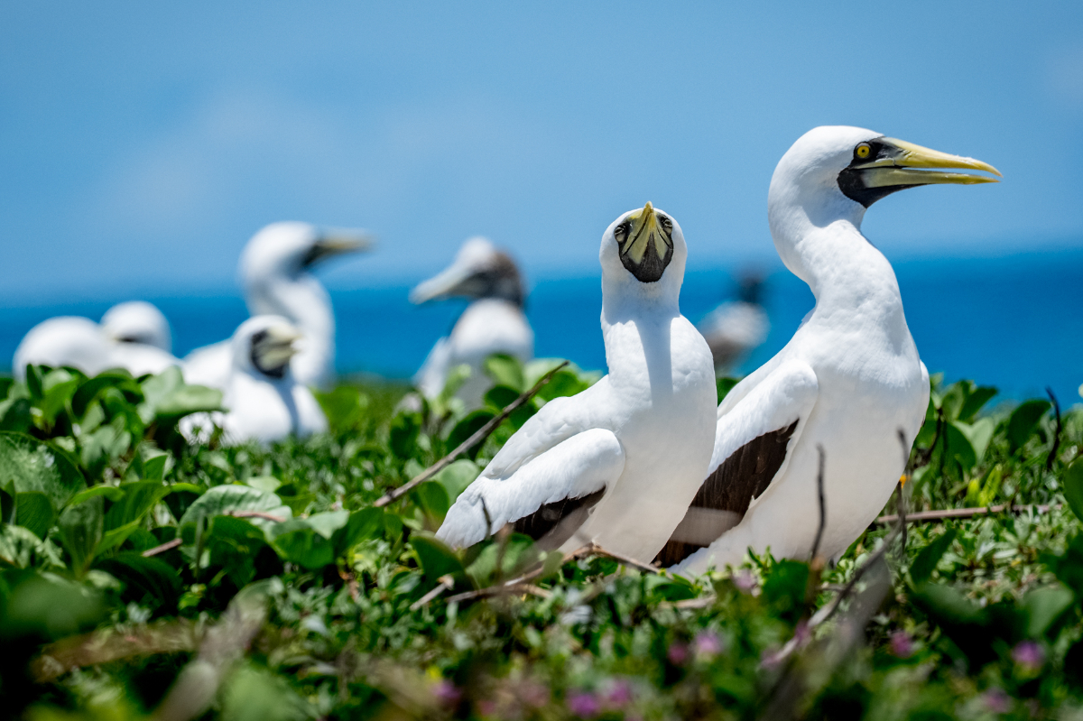 Swan Hellenic Abrolhos Archipelago Brazil Benn Berkeley