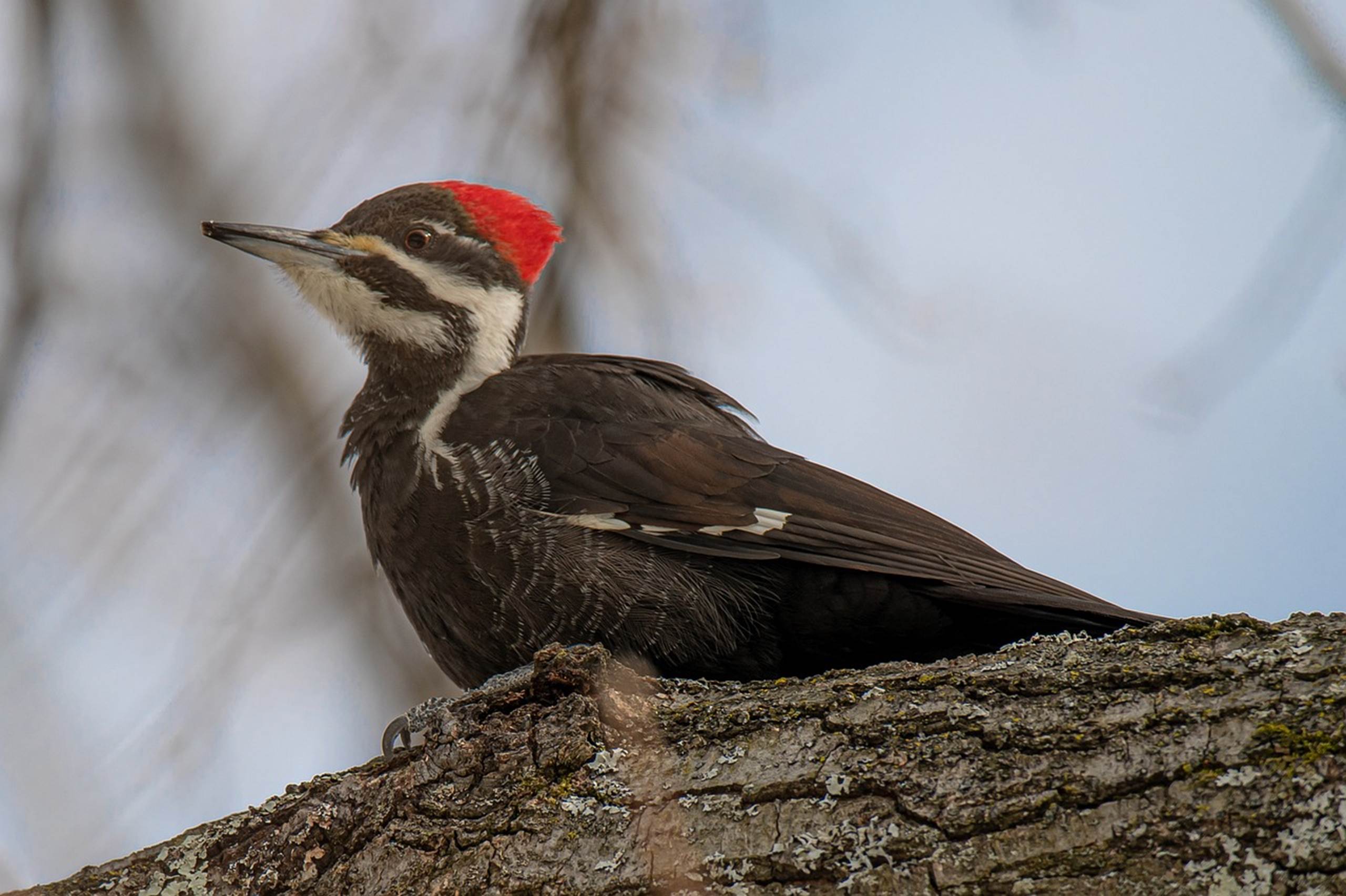 Linadted Lineated Woodpecker