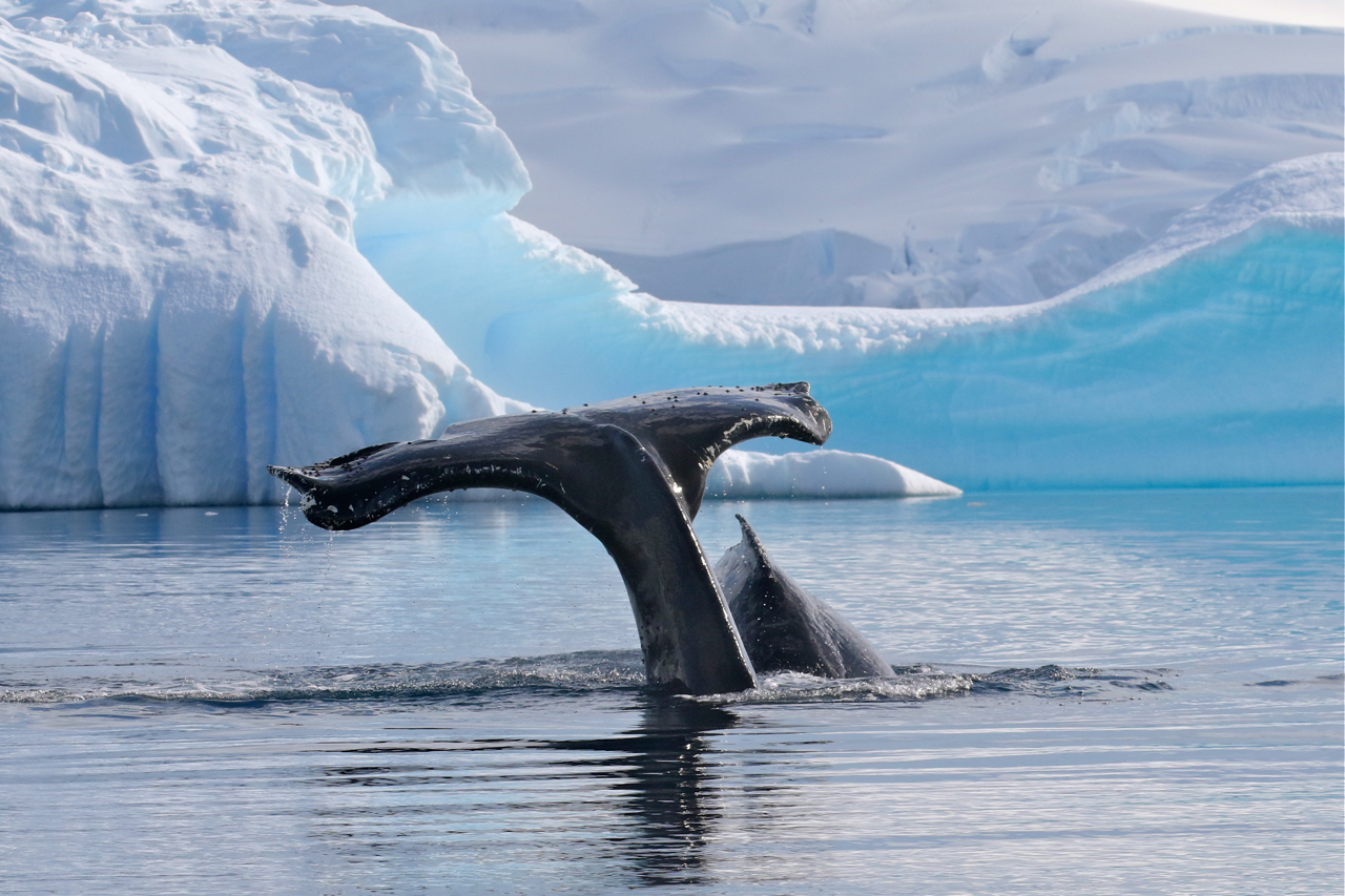 Humpback Whales in the Antarctic Peninsula Mike Unwin