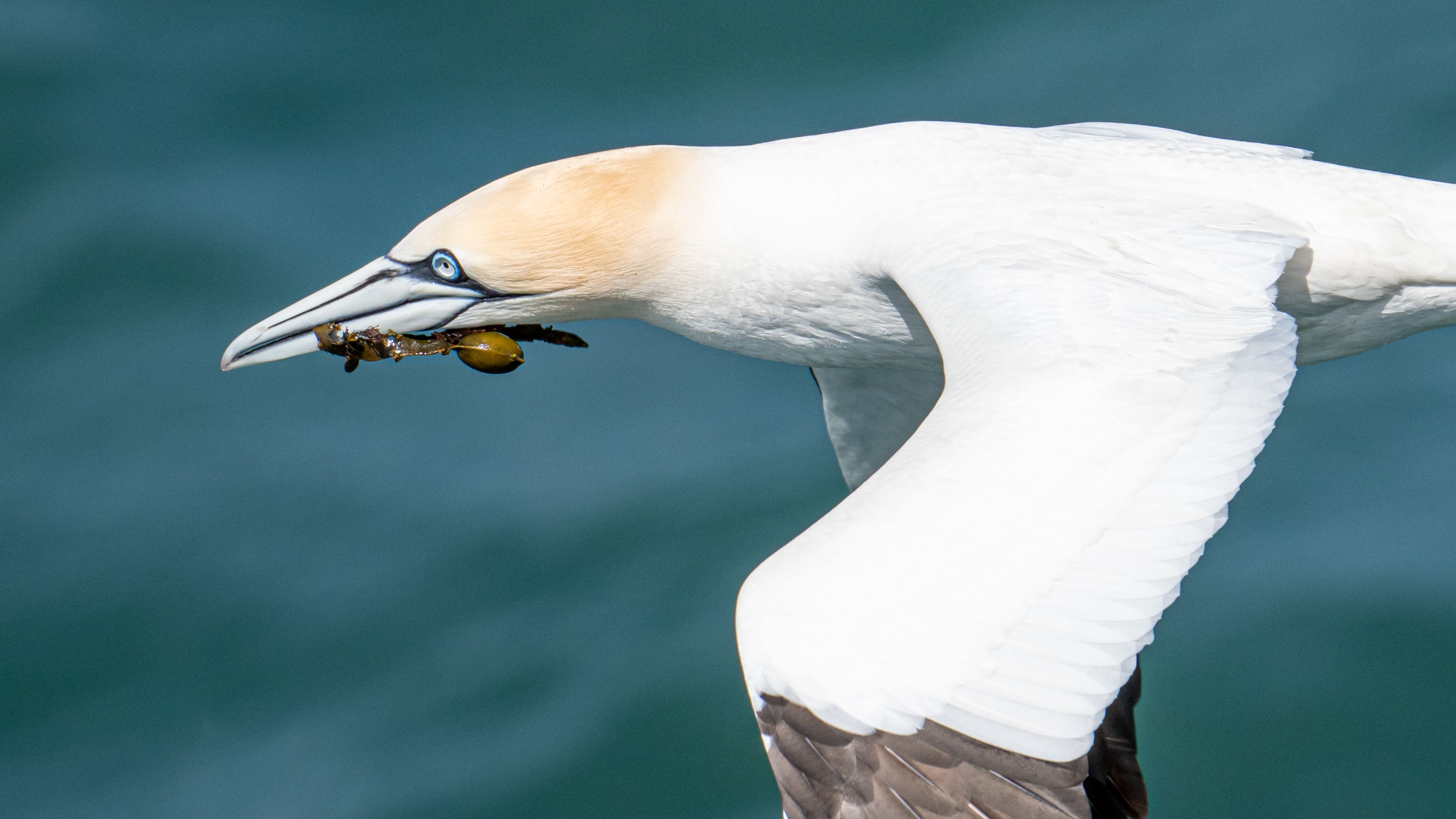 Gannet by Jamie Lafferty on Grassholm