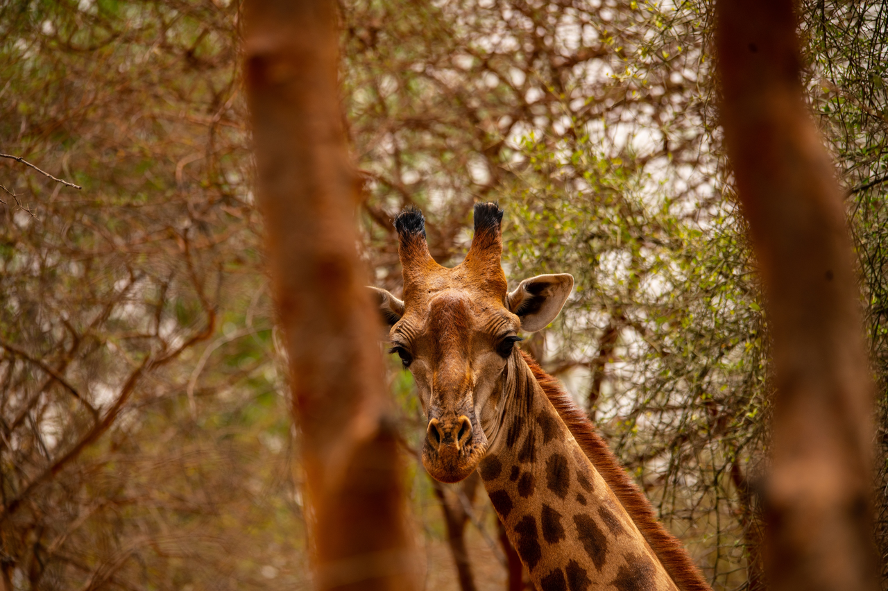 West Africa Senegal Bandia Private Reserve Giraffe 1 359