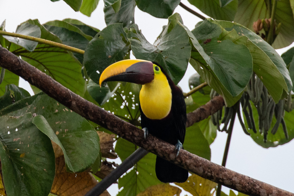 Toucan Jamie Lafferty