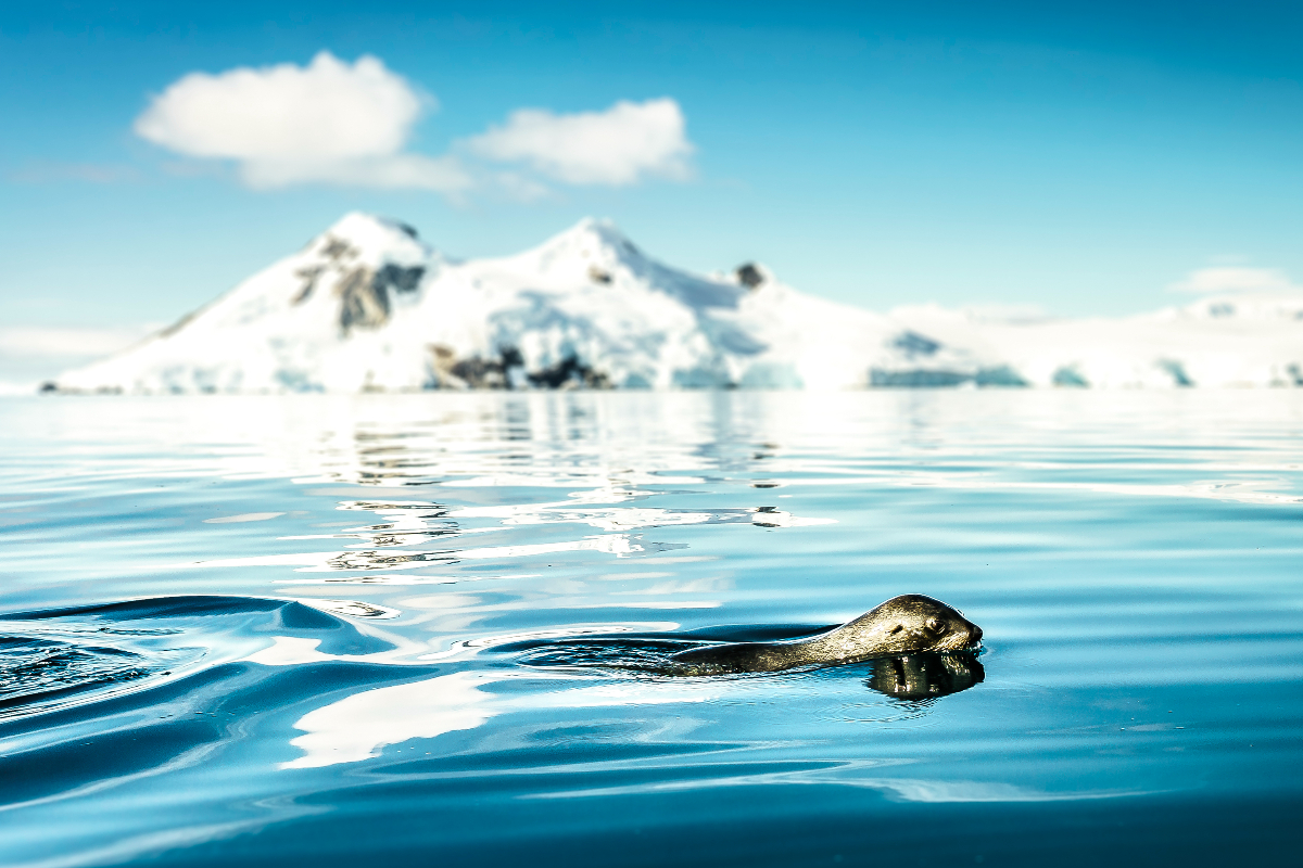 Seal In Antarctica Hapag Lloyd