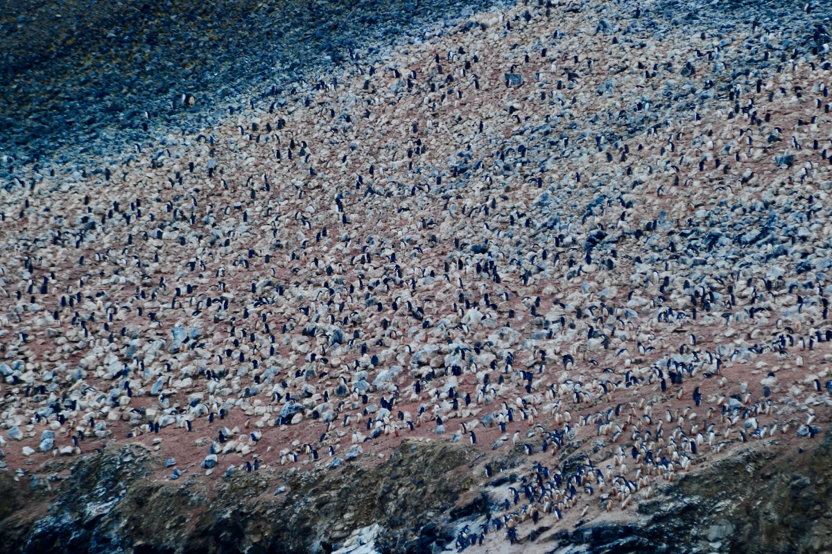 Adelie Colony In Weddell Sea Mark Stratton