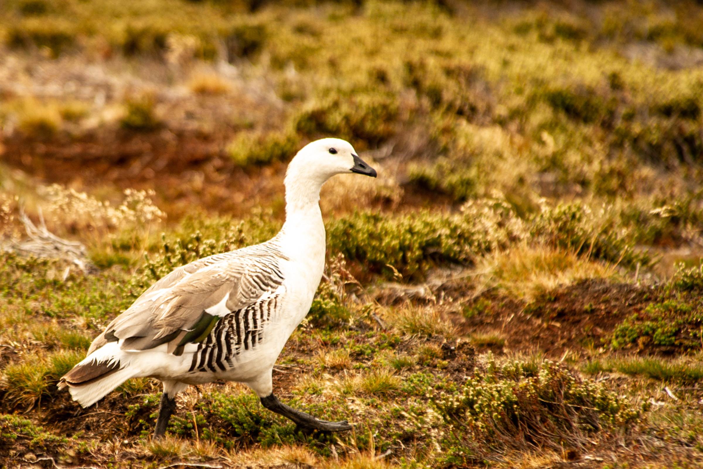 Upland Goose upland-goose