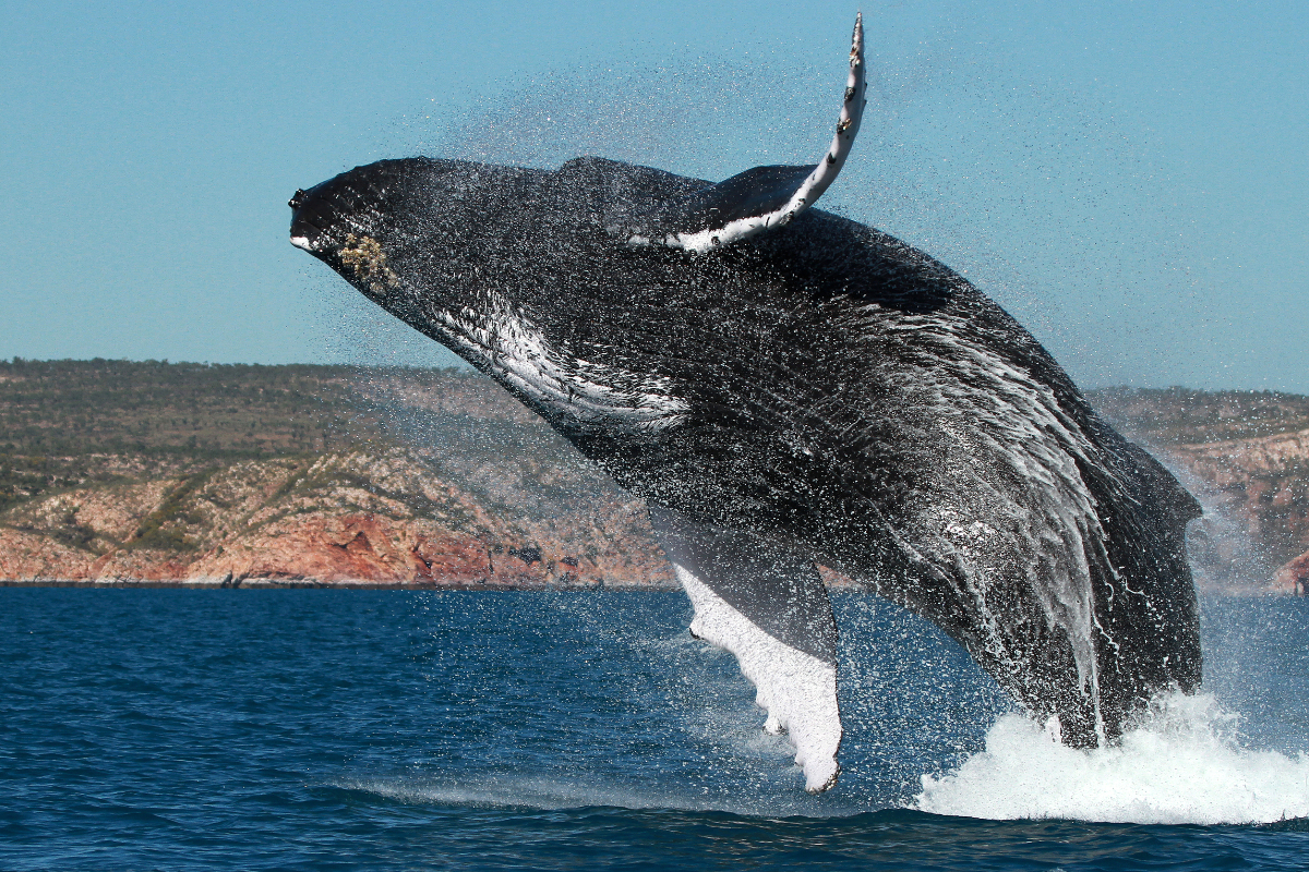 A humpback whale breaching off the Kimberley coast