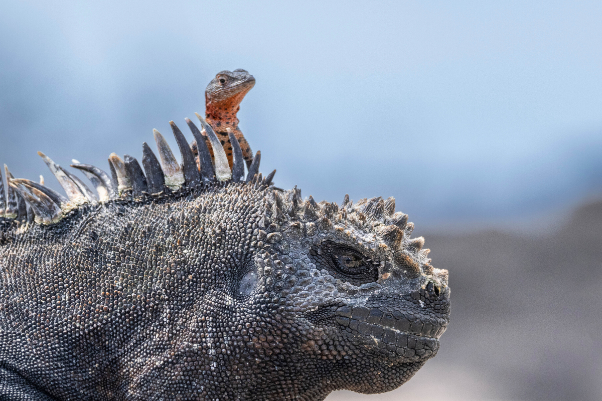 LEX Ecuador Galapagos Islands Fernandina Island
