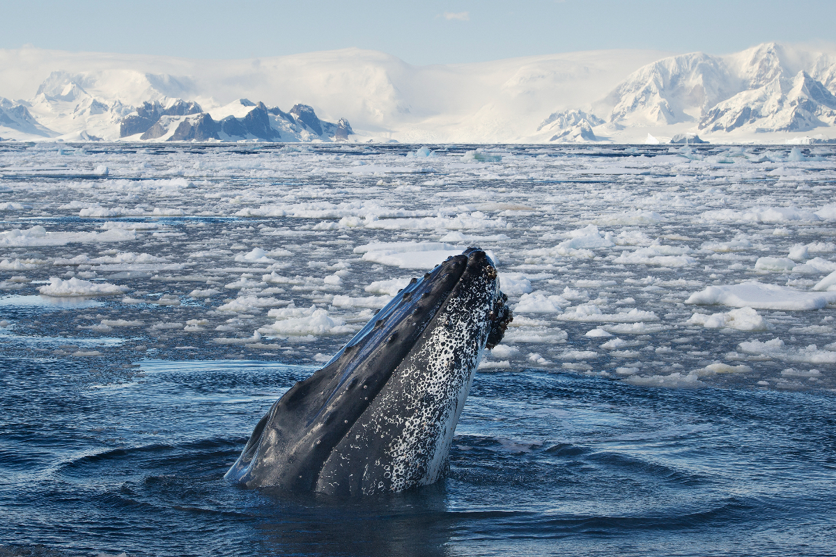 Antarctica Humpback Whale Albatros Expeditions