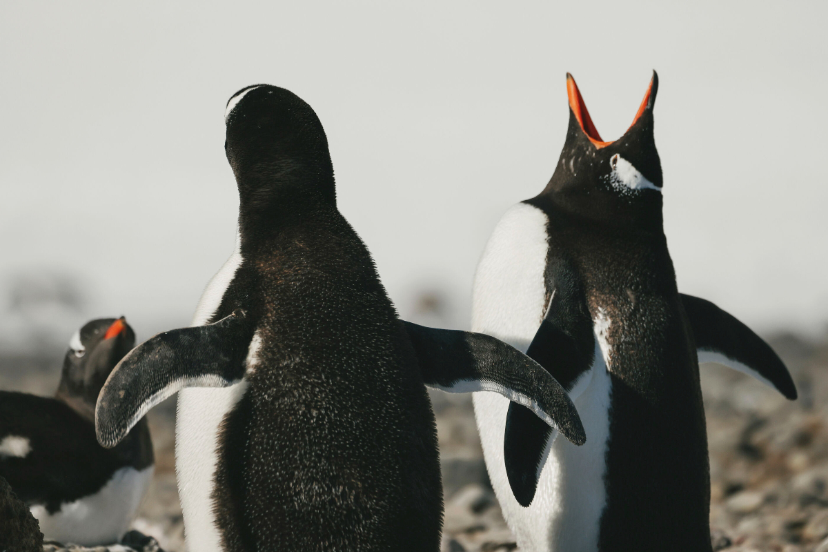 Penguins Swan Hellenic