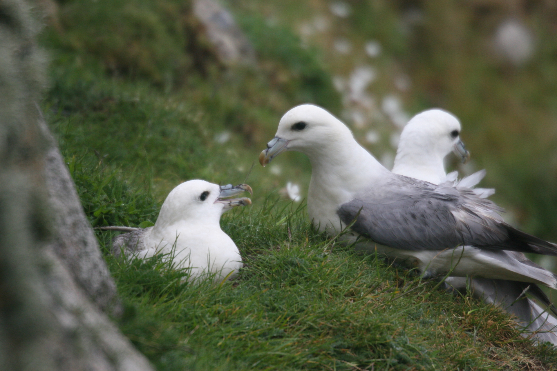 Fulmars At Nest St Kilda Mike Unwin 292