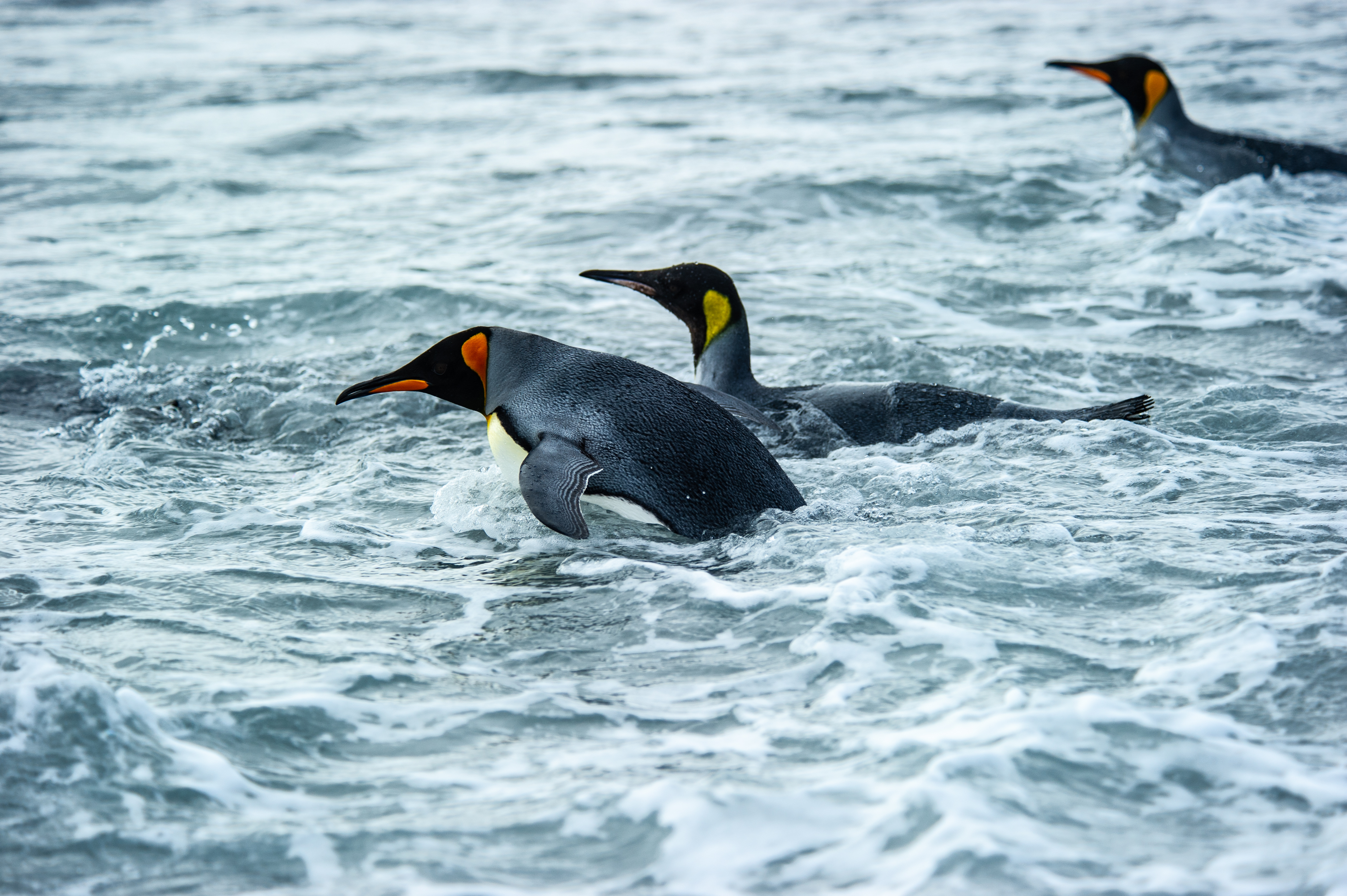 King Penguins In Sea