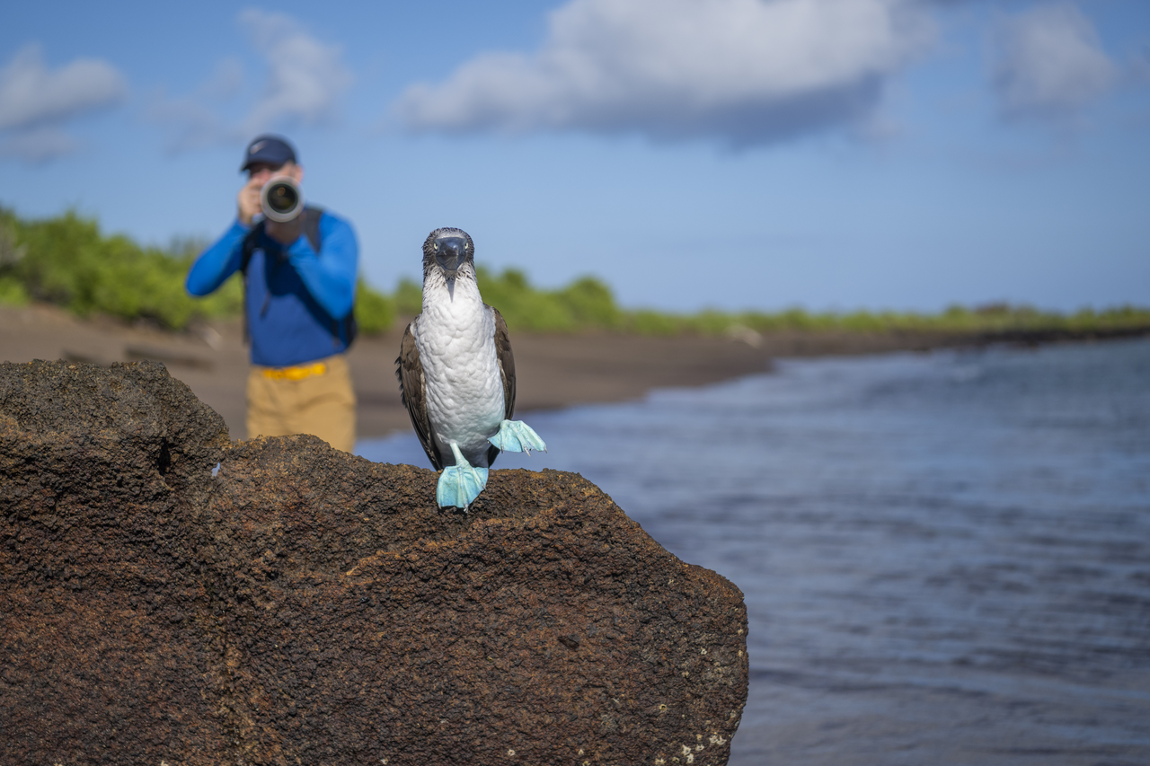 The Galápagos Rail’s Return to Floreana | ExplorEarth