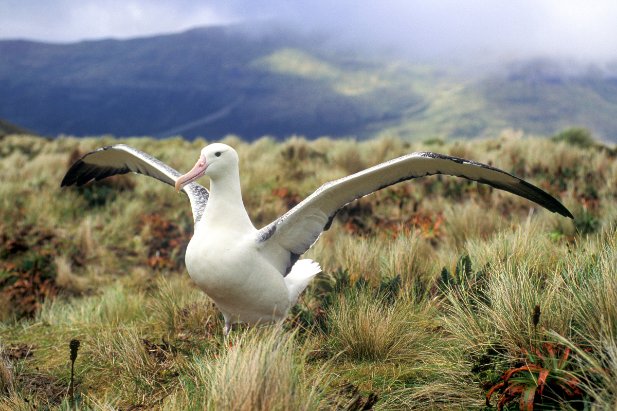 Campbell Island Royal Southern Albatross