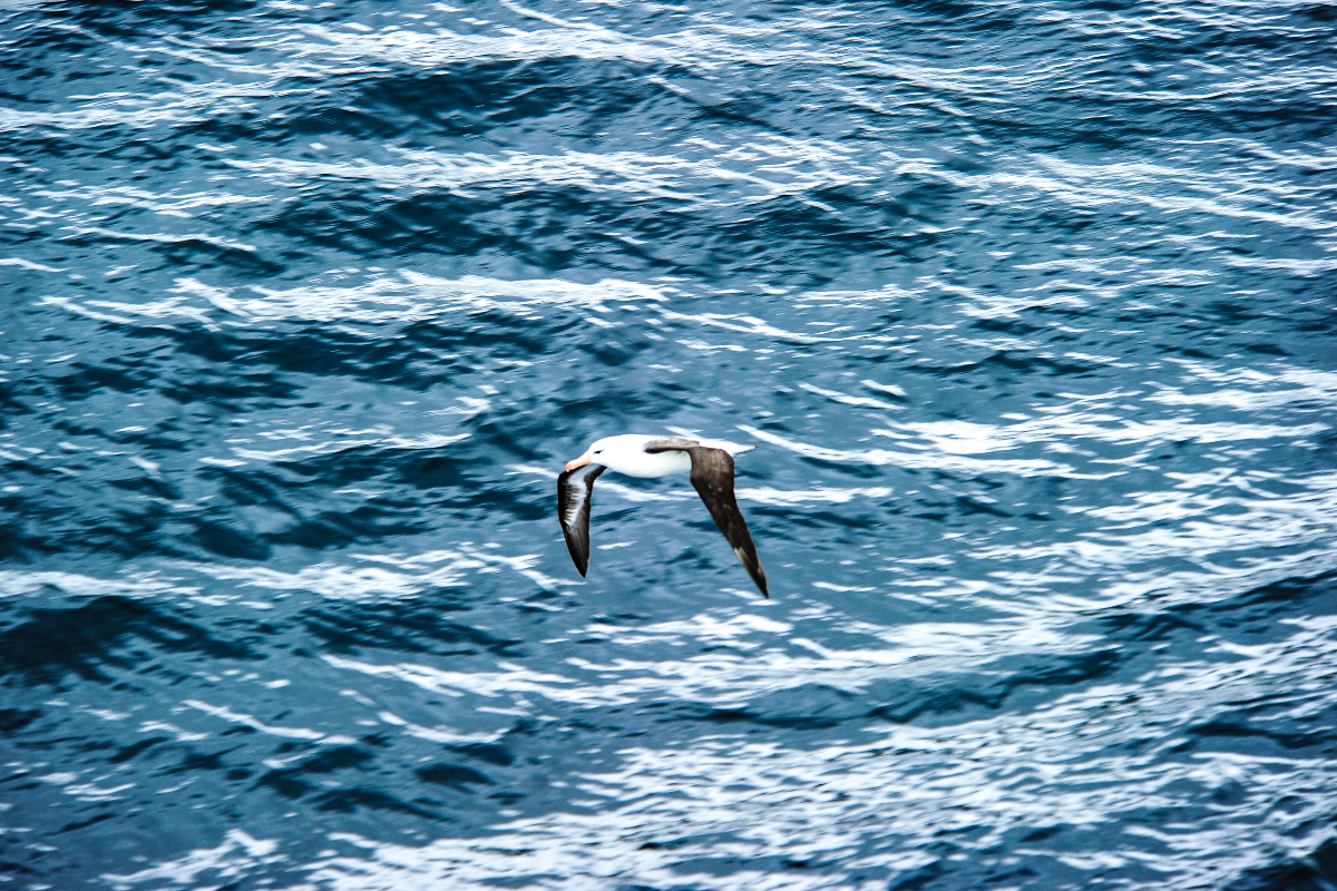 Drake's Passage Black Browed Albatross 481