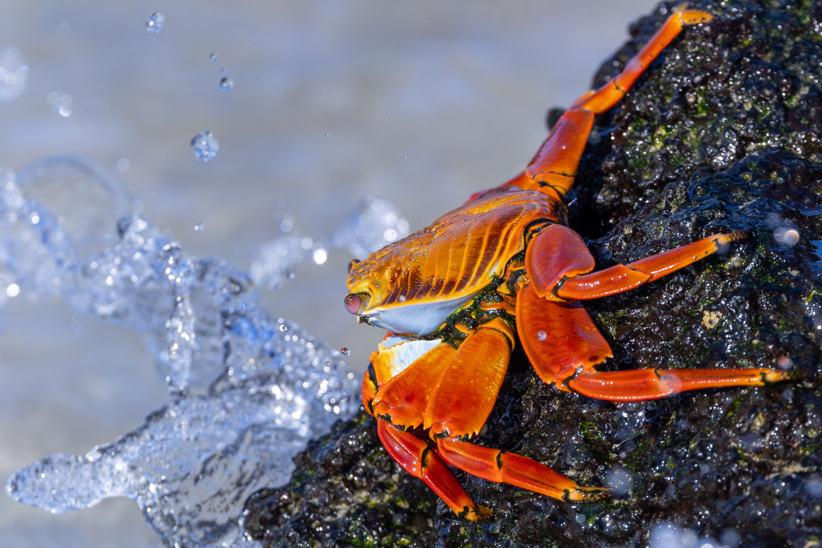 Sally Lightfoot Crab On Rock Close Up Galapagos Mike Unwin