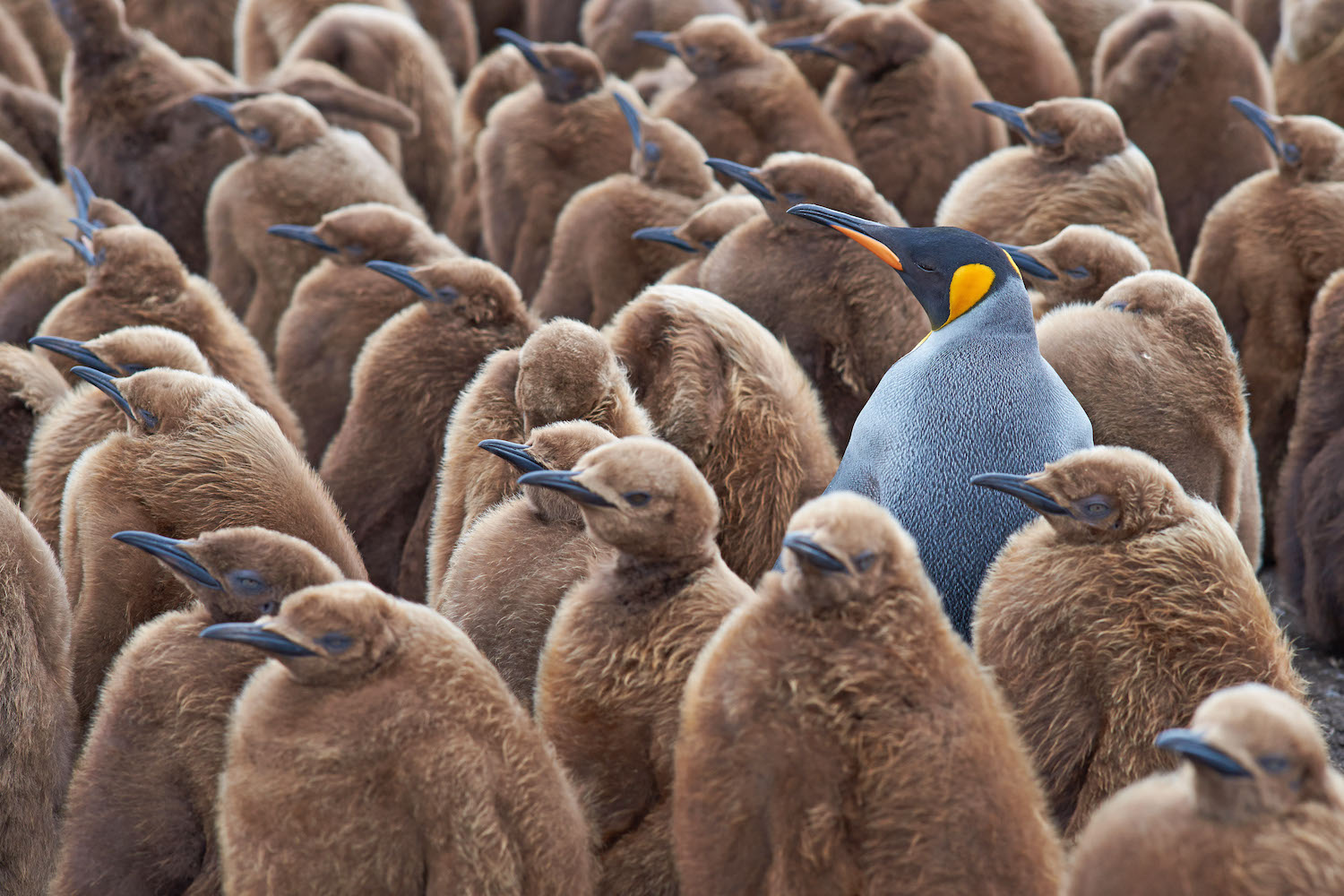 SE King Penguins South Georgia 001