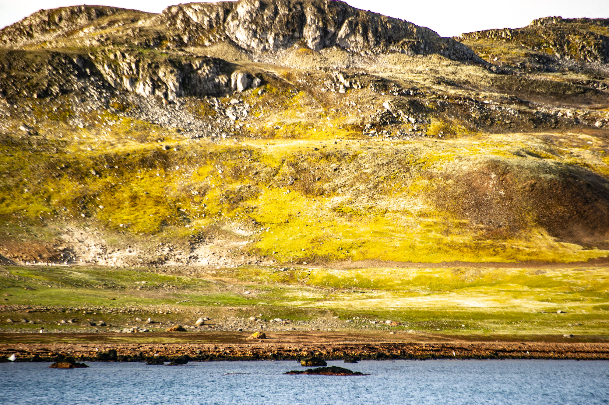 South Shetland Isles Free Of Snow