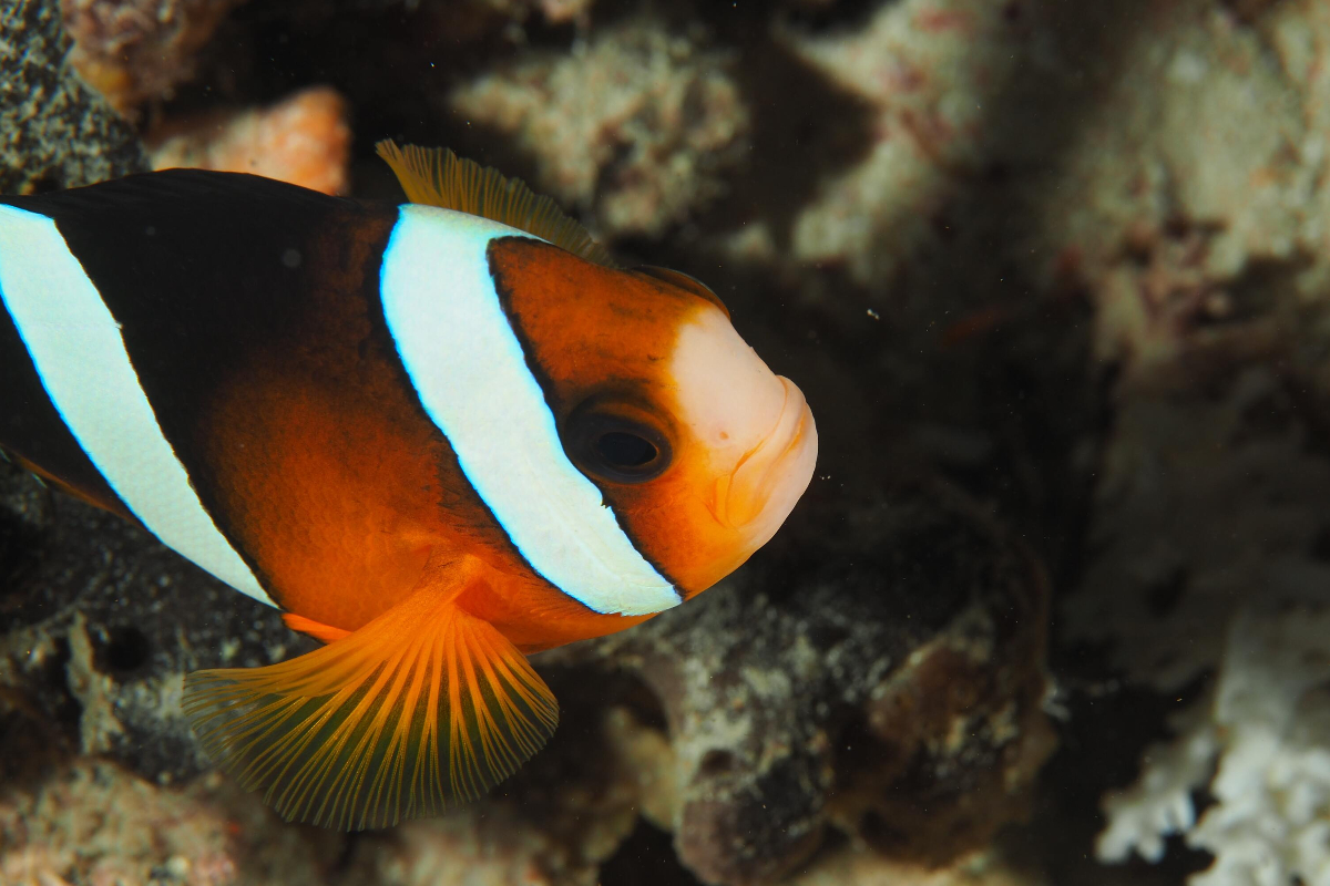Clownfish Raja Ampat West Papua Indonesia; Tam Warner Minton