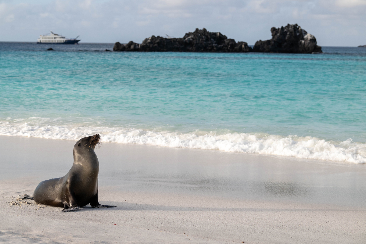 DSC 4409 Galapagos Sealion Sarah Marshall 1232