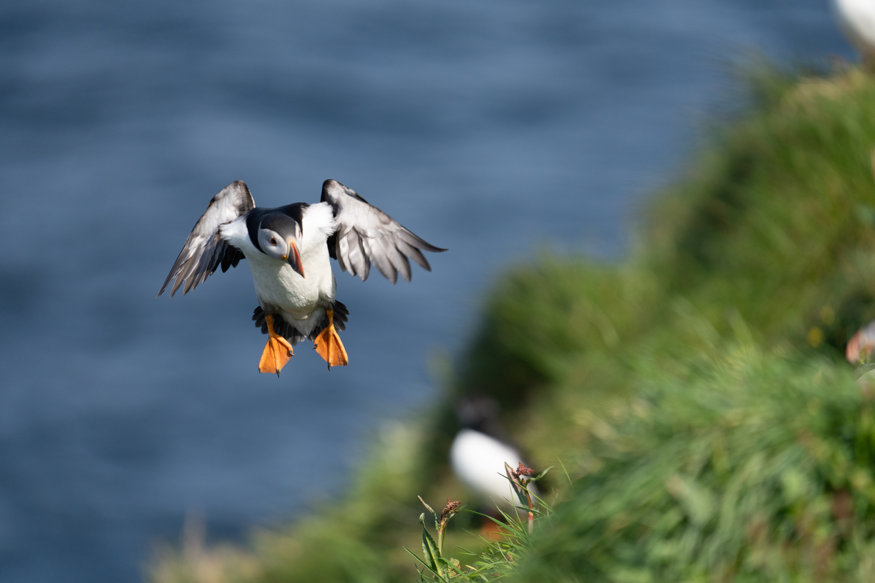 Puffin on Staffa Jamie Lafferty