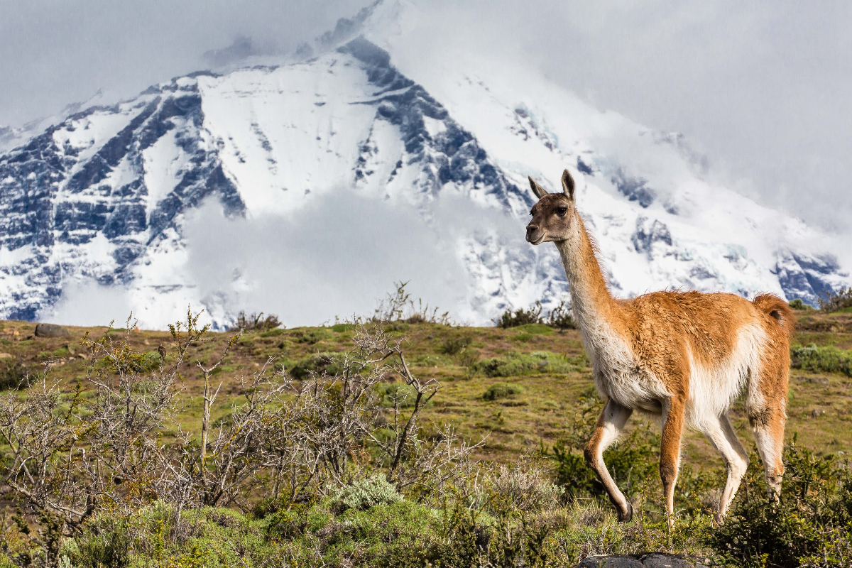 LEX Chile Magallanes Torres Del Paine National Park