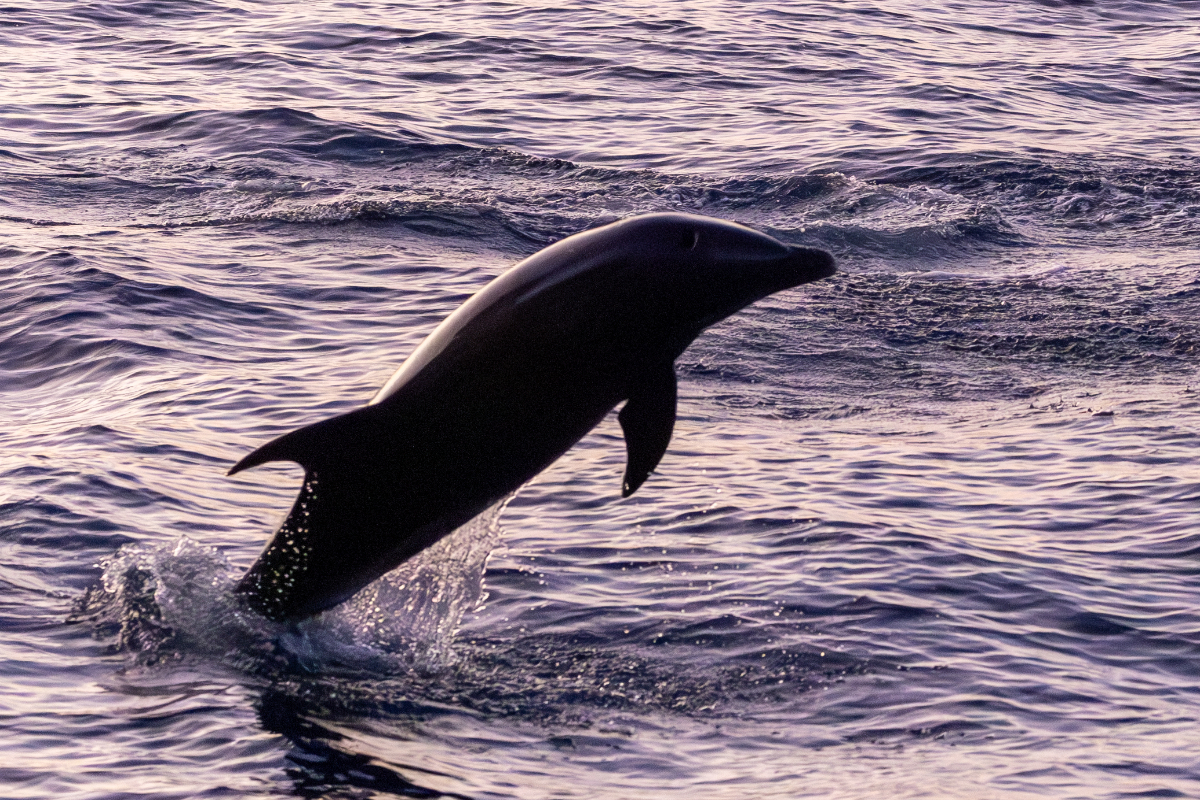 Bottle Nosed Dolphin Jumping Galapagos Mike Unwin