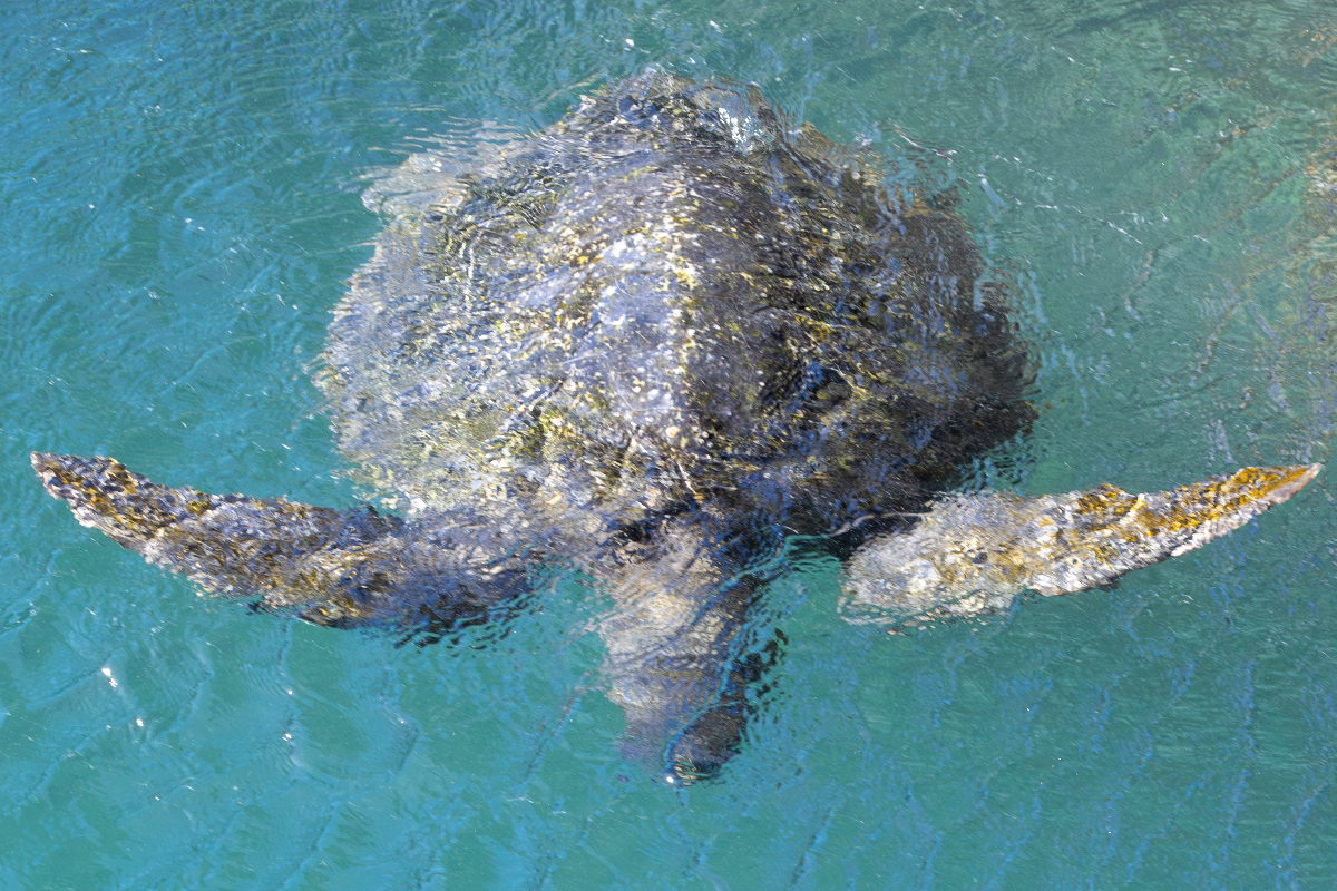 Green Turtle 3 1444