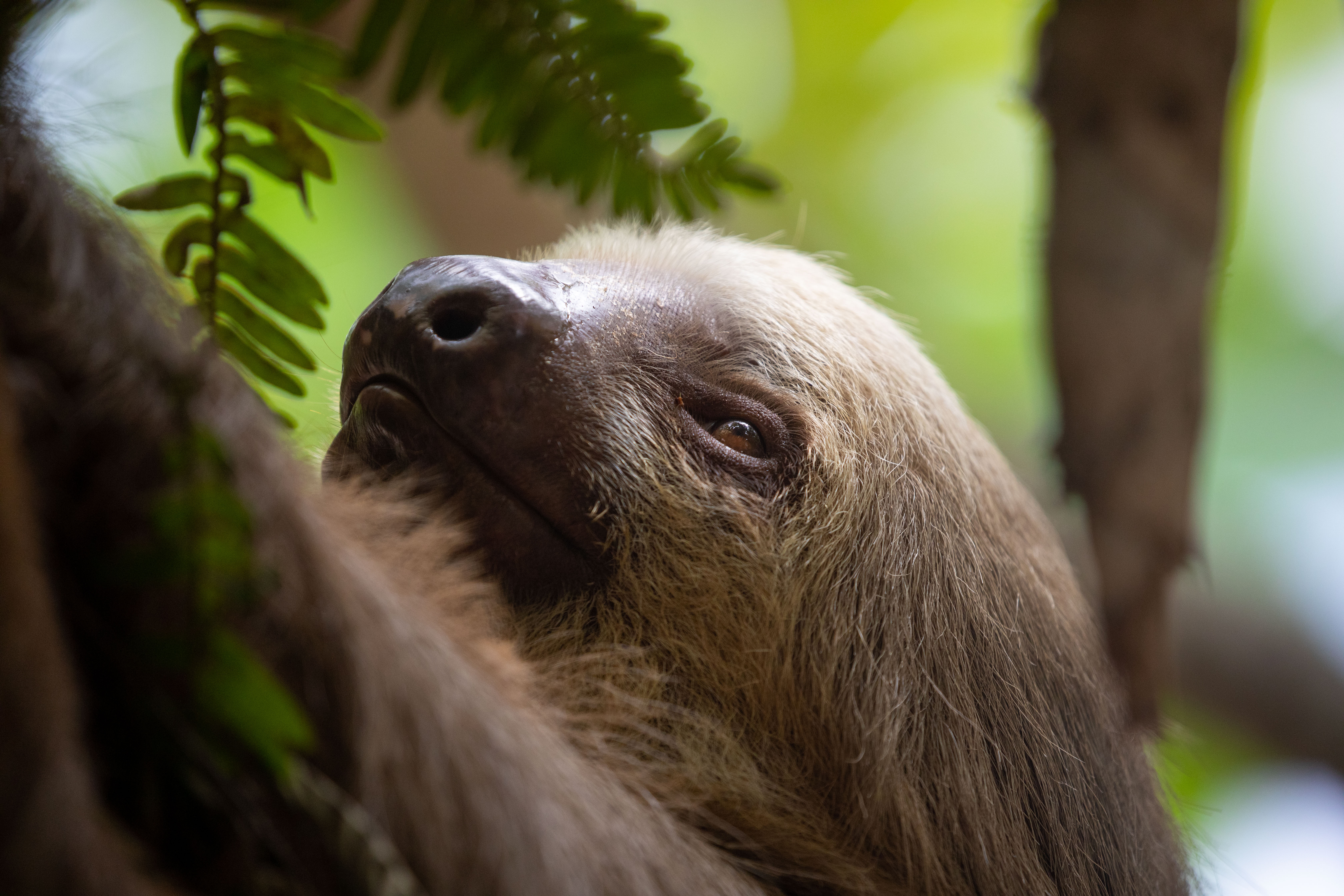 Latin America Sloth