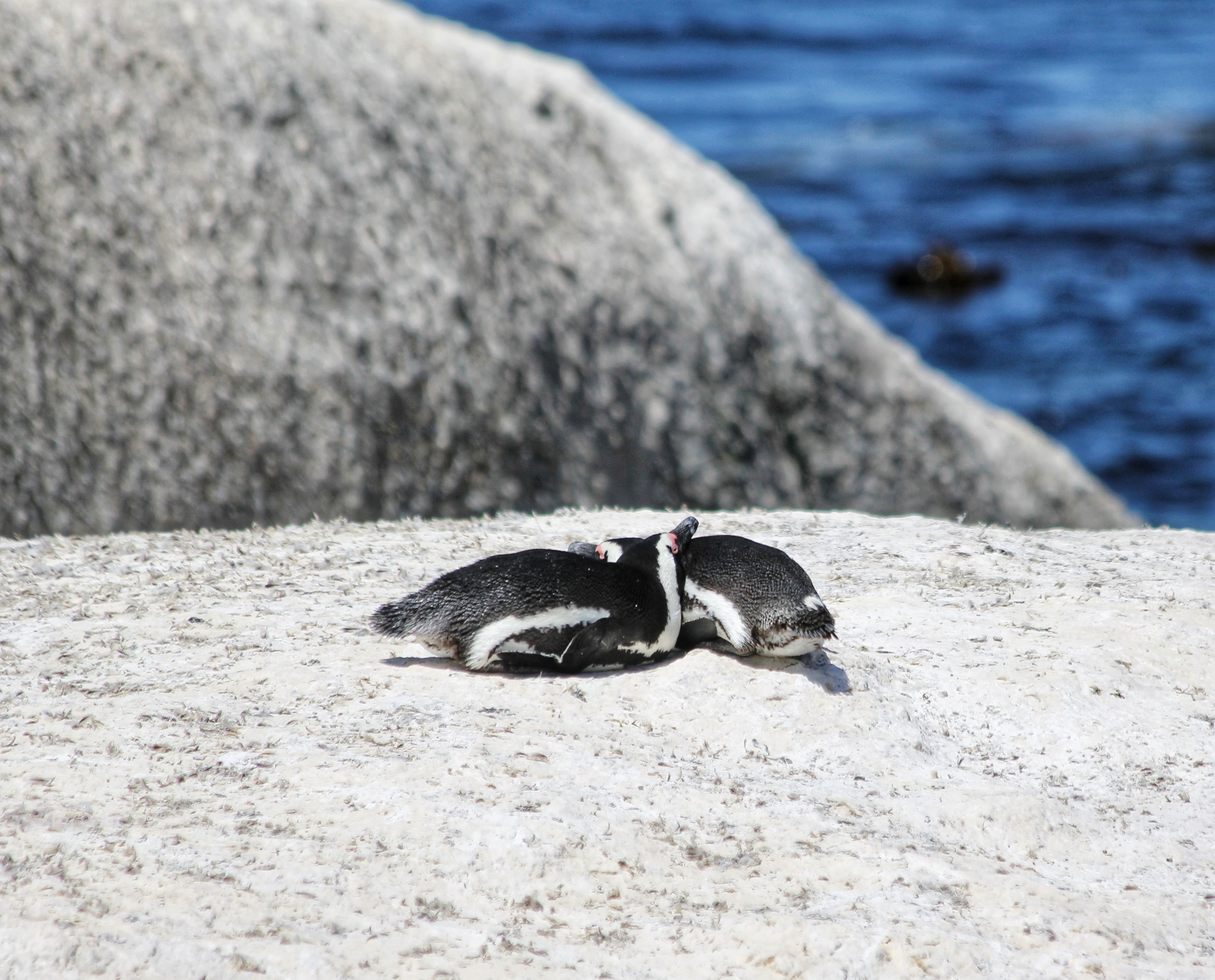 African Penguins resting on a boulder